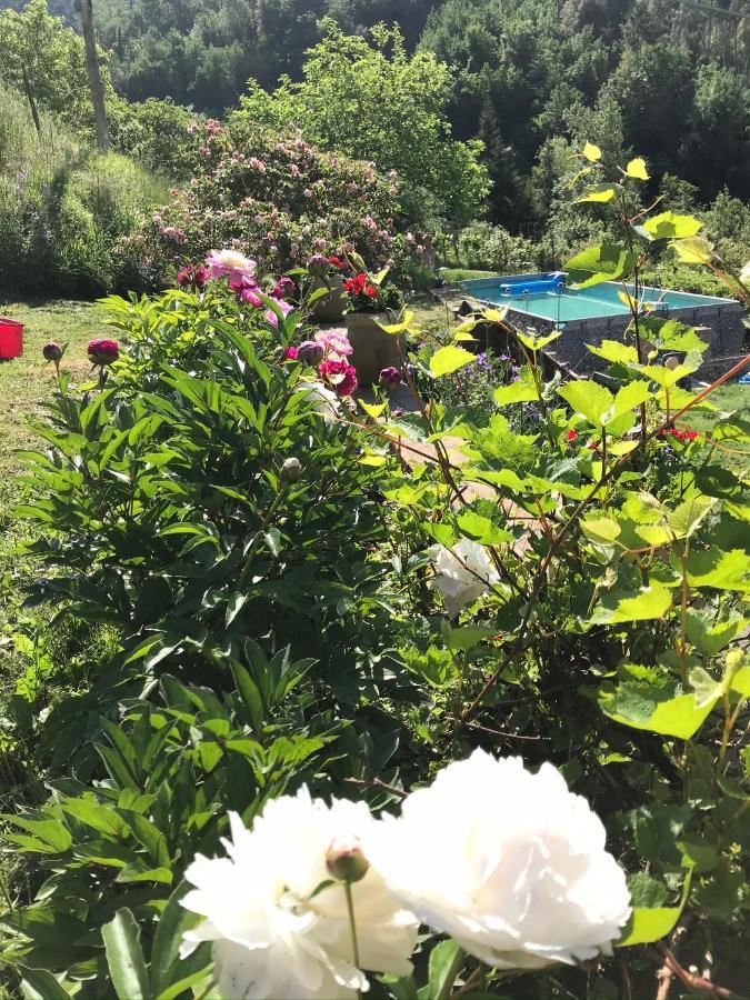 B&B Il Tulipano Polverara Eksteriør bilde